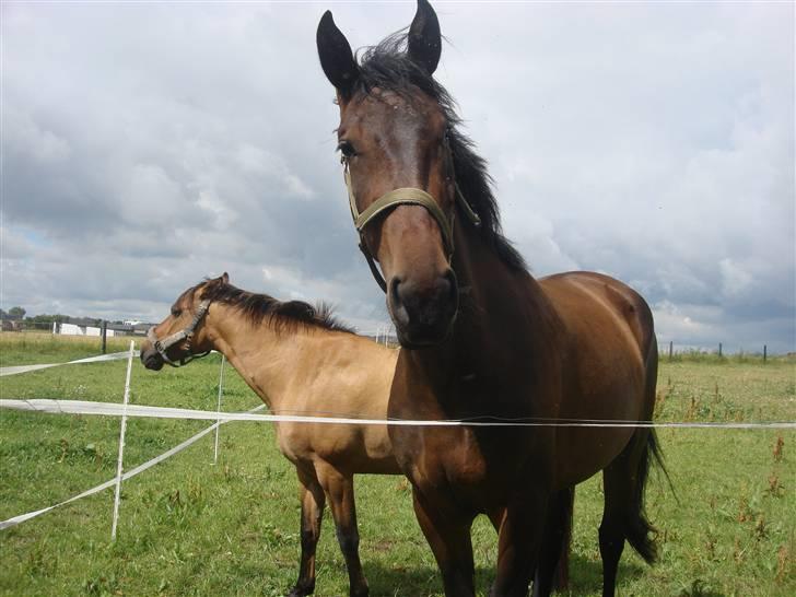 Dansk Varmblod Bjeregårdns Haløj  - sommer 2008 ( tror jeg )  billede 4