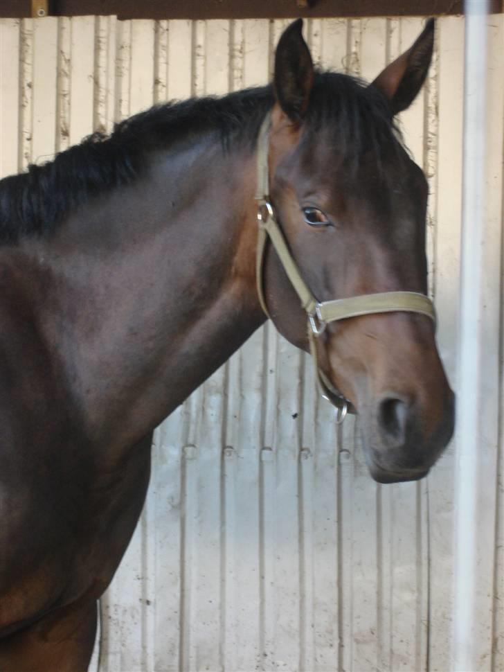 Dansk Varmblod Bjeregårdns Haløj  - forår 2008 ( tror jeg )  billede 5