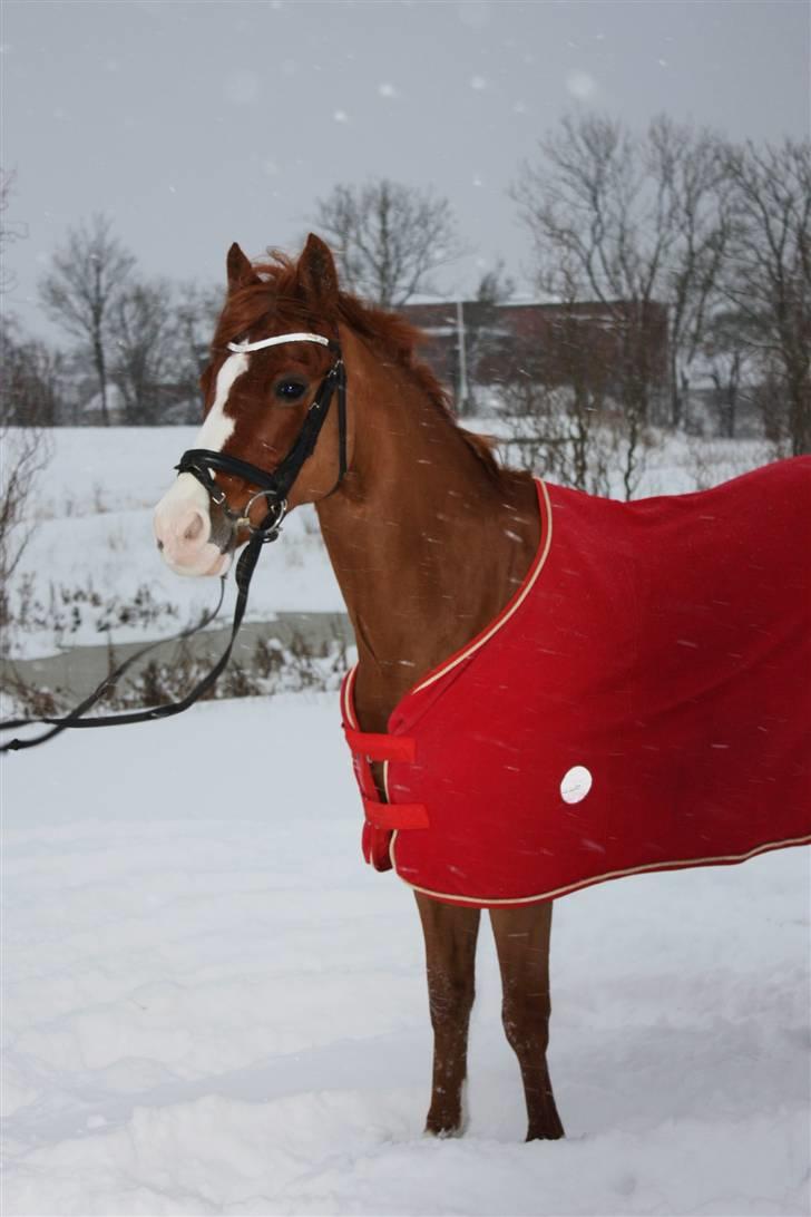 Tysk Sportspony Nathan R.I.P.  - Nalle i sneen :D <33 billede 1