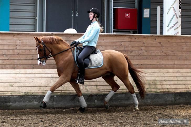 Tysk Sportspony Nathan R.I.P.  - Mig og nalle skat <3 billede 3