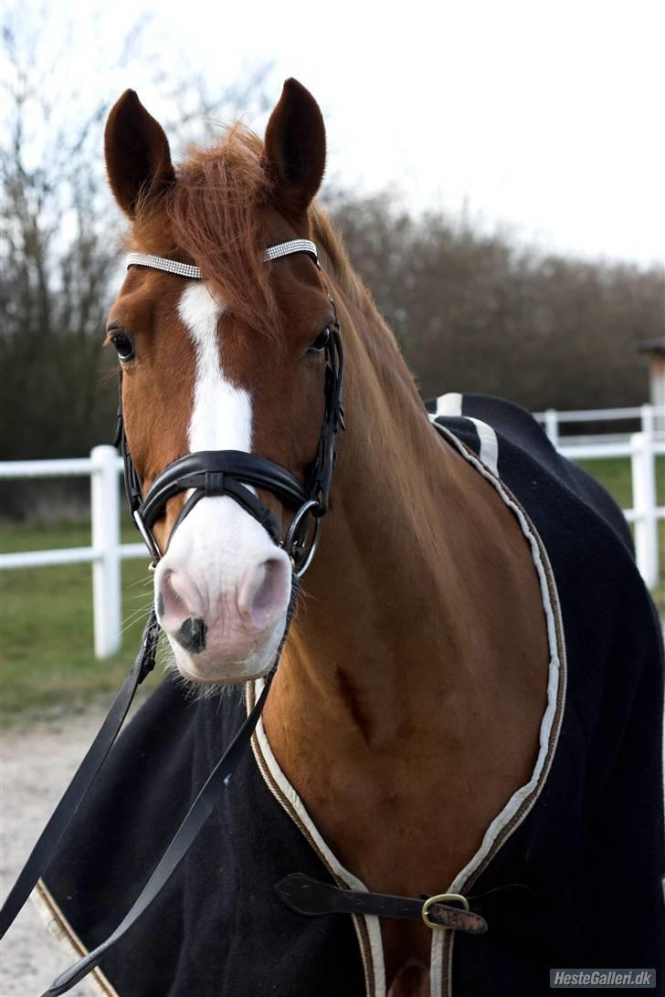 Tysk Sportspony Nathan R.I.P.  - Han er MIN smukke skat <3 billede 4