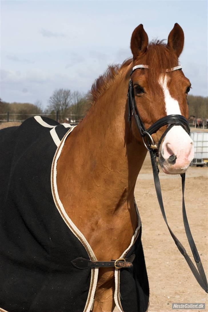 Tysk Sportspony Nathan R.I.P.  billede 6