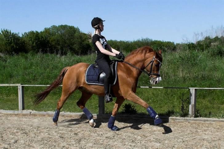 Tysk Sportspony Nathan R.I.P.  - Øgning <33 billede 7