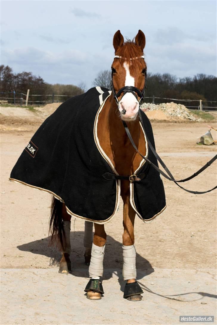 Tysk Sportspony Nathan R.I.P.  billede 8