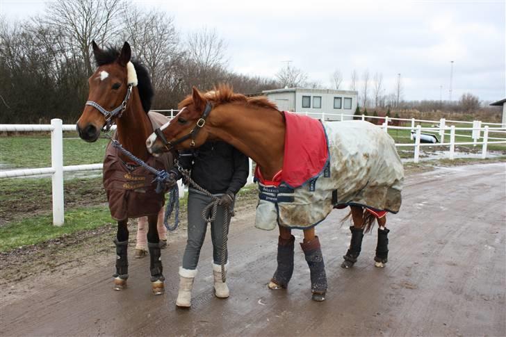 Tysk Sportspony Nathan R.I.P.  - Nalle og hans kæreste! :* hazel <3 billede 10