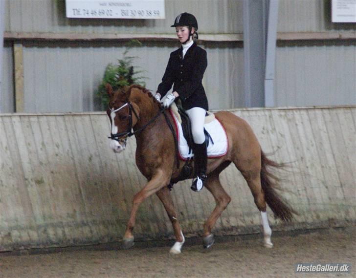 Tysk Sportspony Nathan R.I.P.  - "NYT" Stævne sundeved 09 :) billede 11