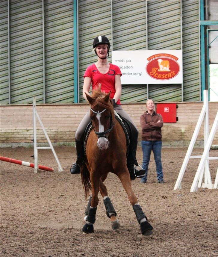 Tysk Sportspony Nathan R.I.P.  - "NYT" Nalle min stjerne :* billede 12