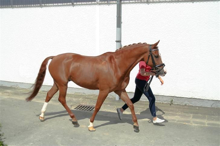 Tysk Sportspony Nathan R.I.P.  - Nalle <33 billede 13