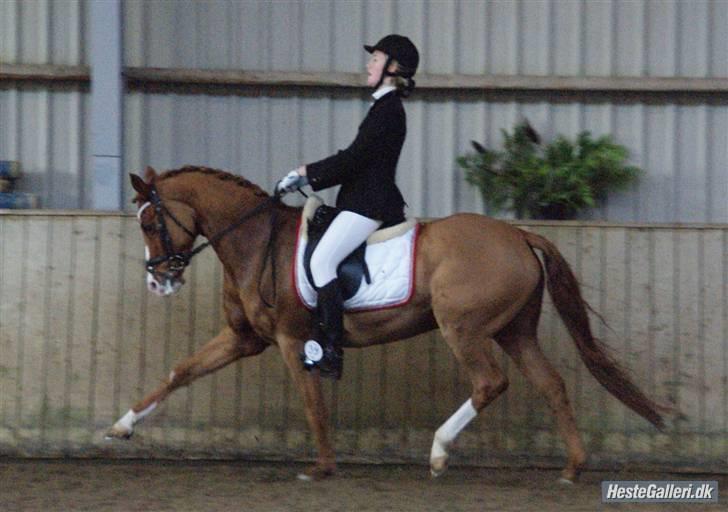 Tysk Sportspony Nathan R.I.P.  - Mig og Nathan stjerne ponyen :D billede 14