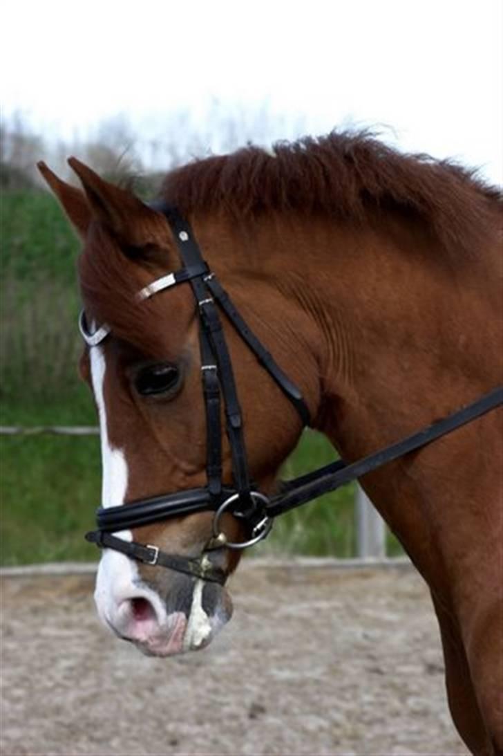 Tysk Sportspony Nathan R.I.P.  - Jeg elsker Nalle <333 LENAELSBORG.DK billede 15