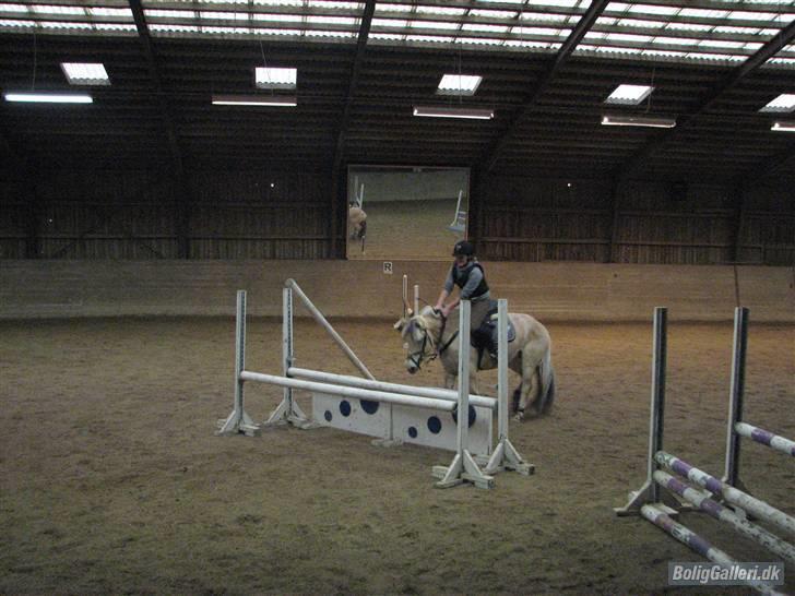 Fjordhest Højgaards Sandra *SOLGT* - vi skulle lige se om hestebremserne virkede, vidunderlig pony :D savner dig :´/ billede 16