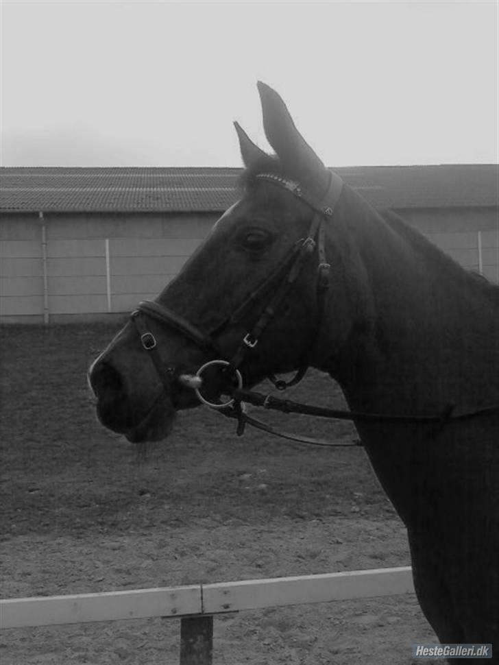 Arabisk fuldblod (OX) Fanema-OX *Solgt* billede 2