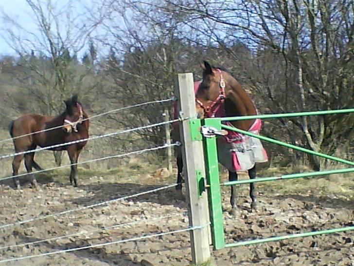 Arabisk fuldblod (OX) Fanema-OX *Solgt* billede 3