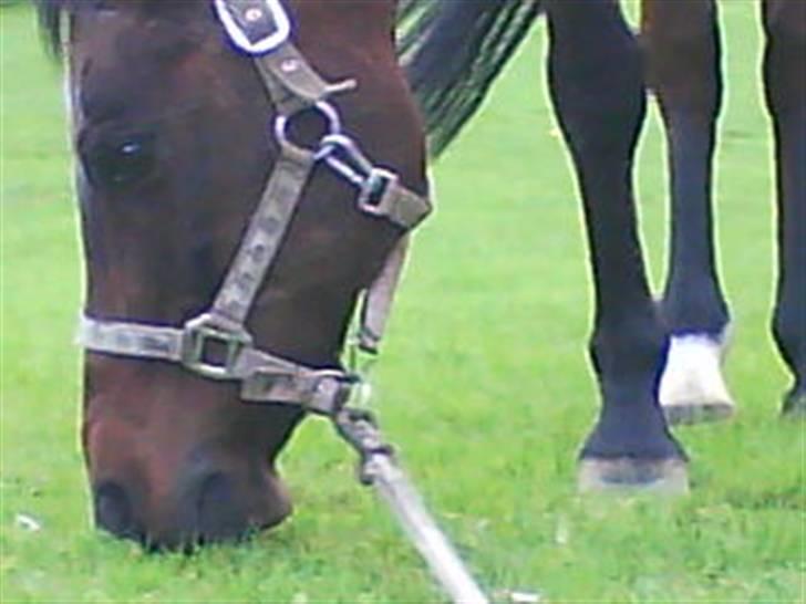 Arabisk fuldblod (OX) Fanema-OX *Solgt* billede 5