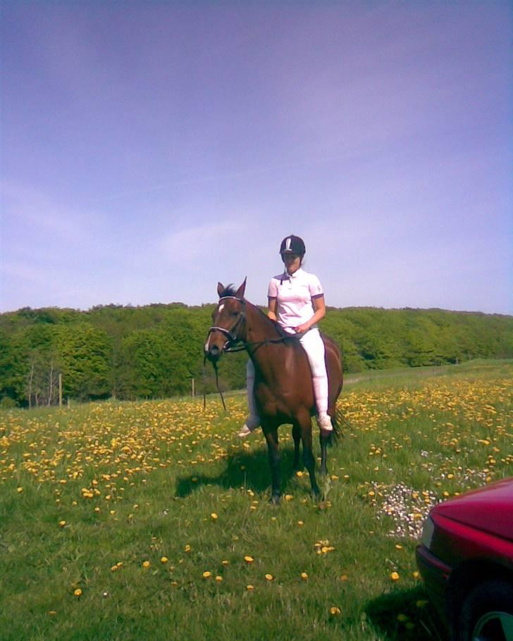 Arabisk fuldblod (OX) Fanema-OX *Solgt* - min ylings pony, og min aller bedtse veninde<3 billede 6