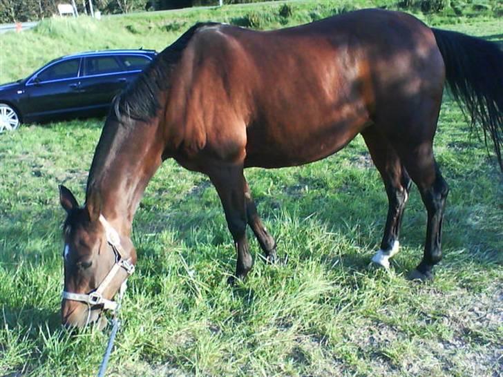 Arabisk fuldblod (OX) Fanema-OX *Solgt* billede 7