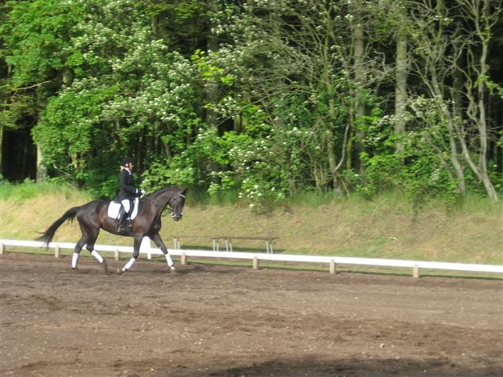 Trakehner Grangårdens Nimpa II - Stævne på Morsø 2009 .. billede 15