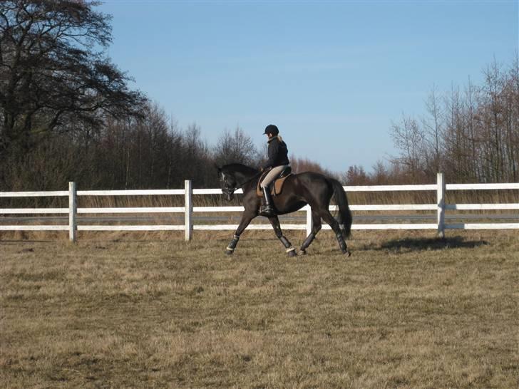 Trakehner Grangårdens Nimpa II - Nimpa d. 25-3/2009 .. billede 17