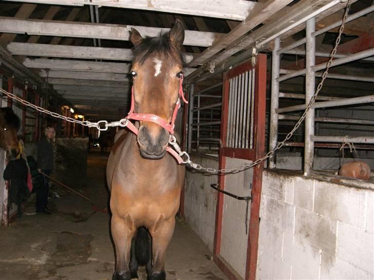 Hollandsk Sportspony Nortan *sendt tilbage* - her har vi lige været ude og ride, billede 7