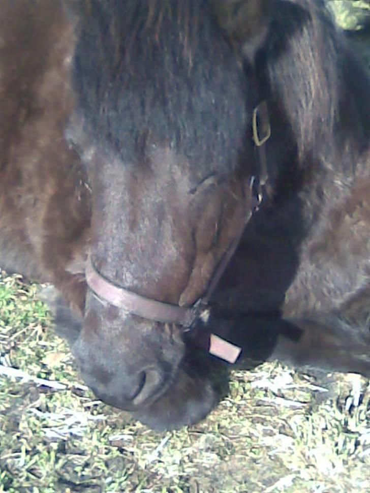 Islænder Heba  fra SDR. SOGNSTRUP - Øhhh vent lige lidt med at tage billedet jeg får solen i øjnene.... <3 billede 12