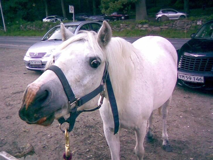 Anden særlig race Ballerina<3 billede 4
