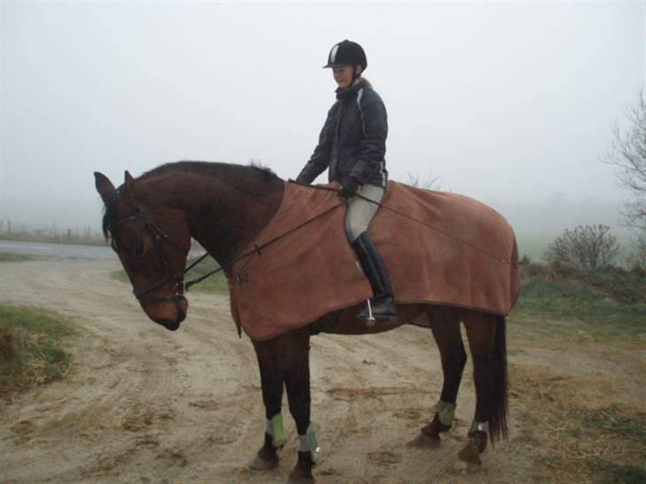 Holstener Livingstone, miss you :'( - Så fin han er :) billede 2