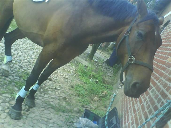 Holstener Livingstone, miss you :'( - Åhr jeg gider ikke ud og ride, tænker han .. xD billede 4