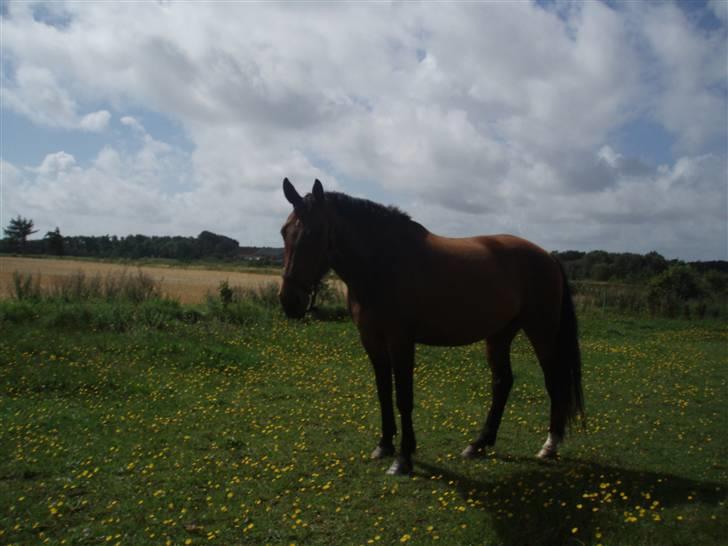 Holstener Livingstone, miss you :'( - På marken billede 5