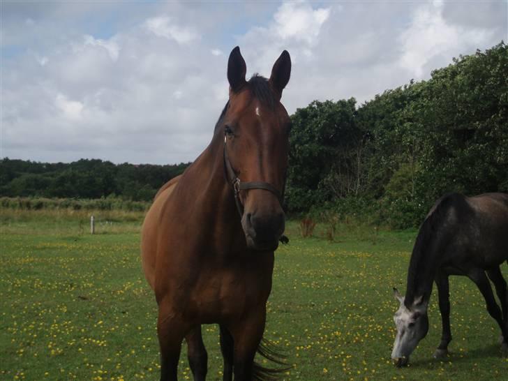 Holstener Livingstone, miss you :'( - På marken billede 6