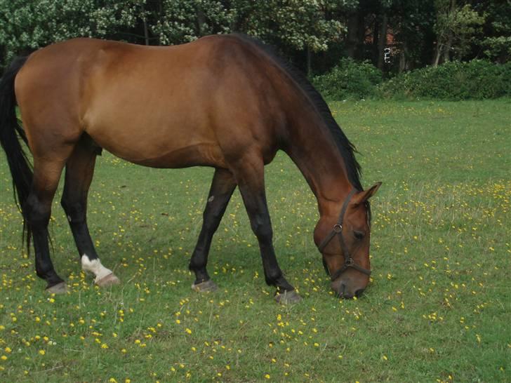 Holstener Livingstone, miss you :'( - På marken :) billede 7