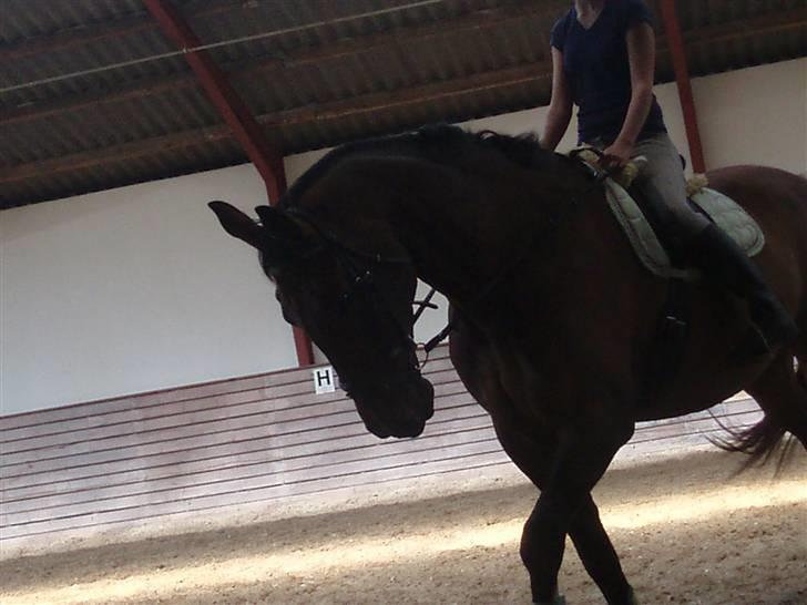Holstener Livingstone, miss you :'( - En af de første gange jeg rider ham, undervisning hos mary wannless :) billede 8