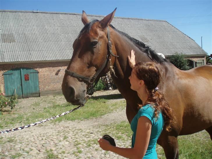 Holstener Livingstone, miss you :'( - Ved at børste ham første gang jeg skal ride ham :) billede 9