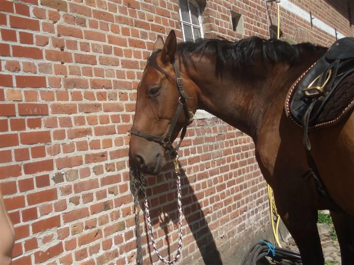 Holstener Livingstone, miss you :'( - Så er han klar til sin første ridetur med mig :D  billede 10