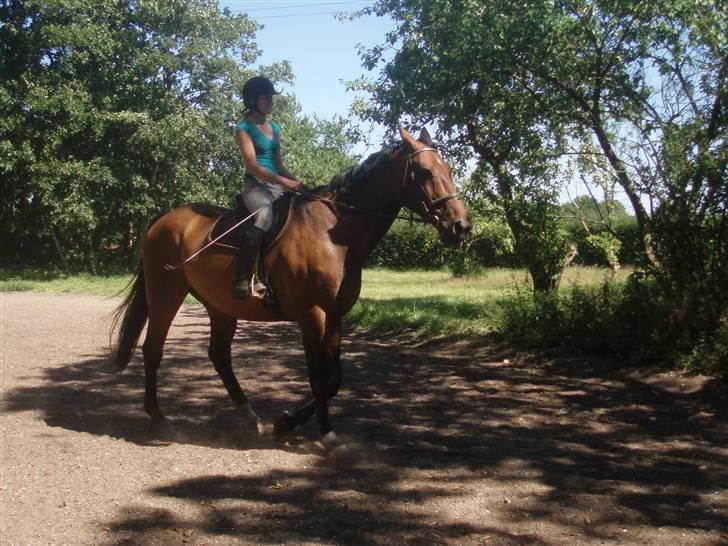 Holstener Livingstone, miss you :'( - Haha, ved godt han ikke går særlig pænt, men det er første gang jeg red ham og han ser så sød ud :) billede 11