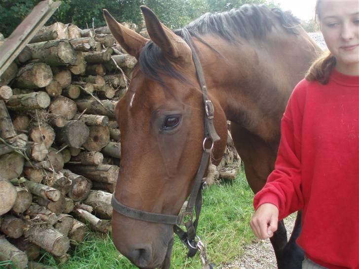 Holstener Livingstone, miss you :'( billede 14