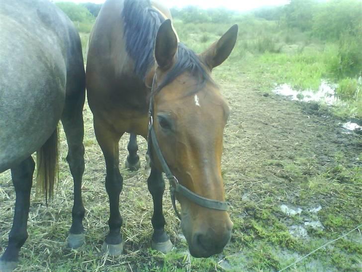 Holstener Livingstone, miss you :'( - Første billede jeg tog af ham, dejlige hest.  billede 15
