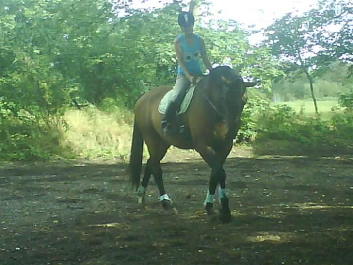 Holstener Livingstone, miss you :'( - Første gang jeg rider ham. billede 16