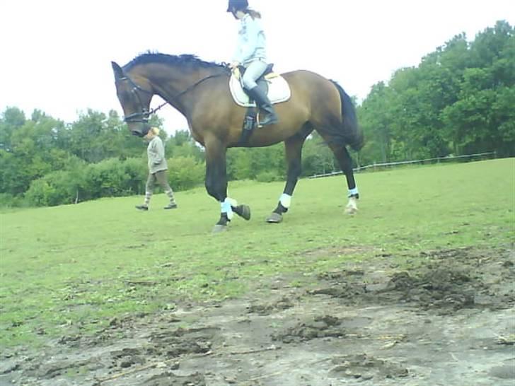 Holstener Livingstone, miss you :'( - En af de første gange jeg rider ham,, det går liiidt bedre :) billede 17