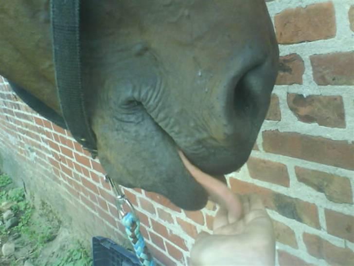 Holstener Livingstone, miss you :'( - Mmh, tunge :D  billede 18