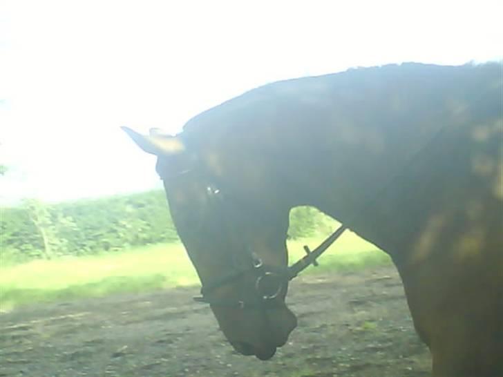 Holstener Livingstone, miss you :'( - Første gang jeg rider ham. billede 19