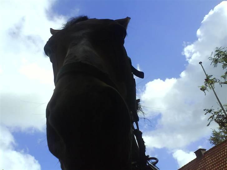 Holstener Livingstone, miss you :'( - Nuurh, dejllige hest :D<3 billede 20