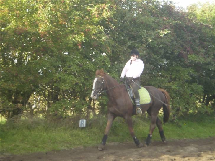 Anden særlig race Kashmir *Solgt* billede 9