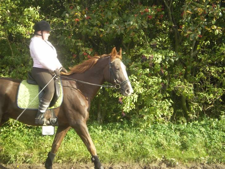 Anden særlig race Kashmir *Solgt* billede 10