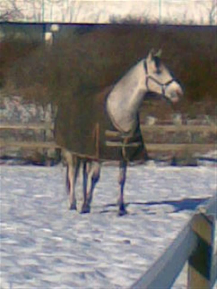 Anden særlig race Malcolm<'3 - Malle på marke ;* billede 2