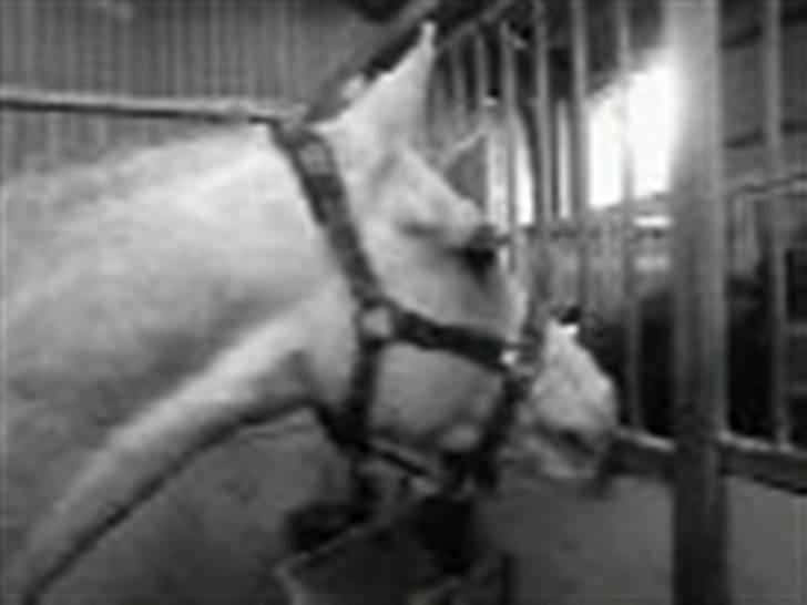 Anden særlig race Malcolm<'3 - Til stævne i NHR  billede 3