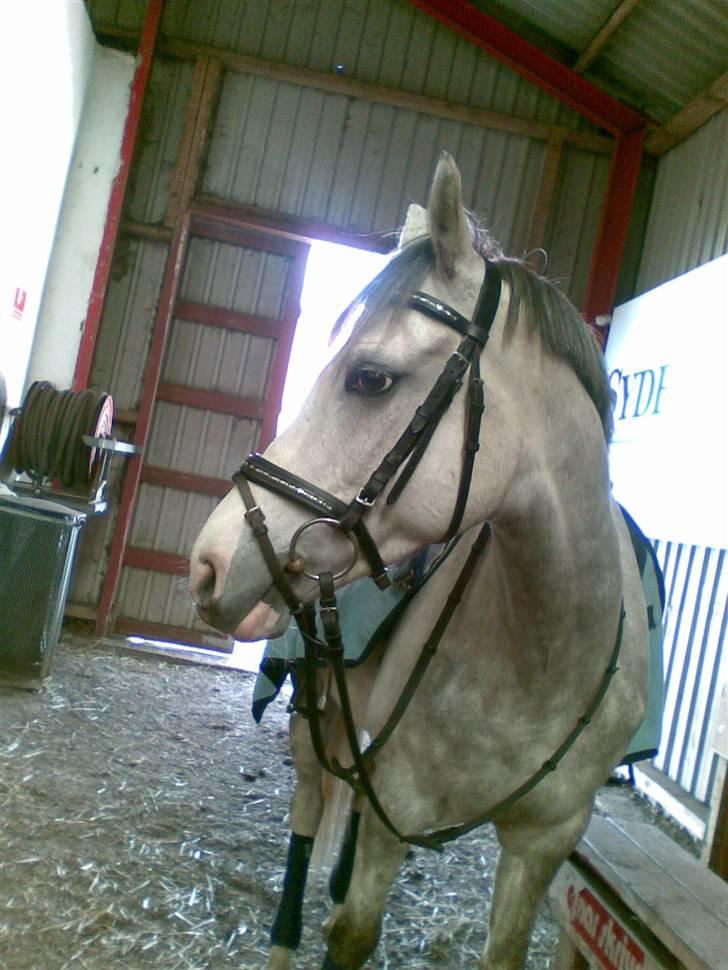 Anden særlig race Malcolm<'3 - Inden vi skille ud og ride lidt ;D billede 6