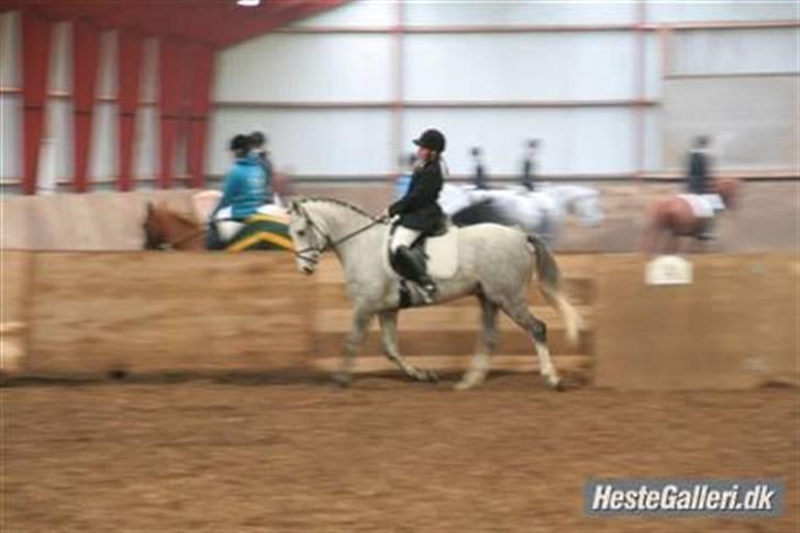 Anden særlig race Malcolm<'3 - Første udebys syævne i Brede ;D dengang gik kan ikk så godt i nu :p billede 9