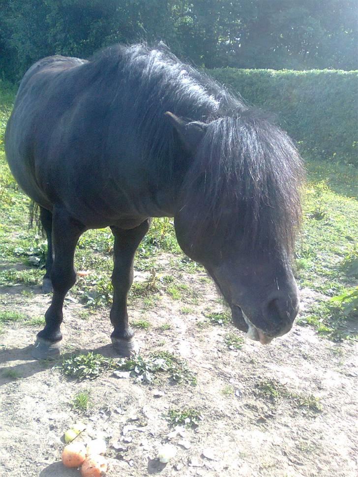 Shetlænder flaubert - hans øje billede 10