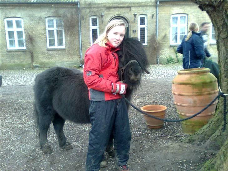 Shetlænder flaubert - miig og flaubert billede 11