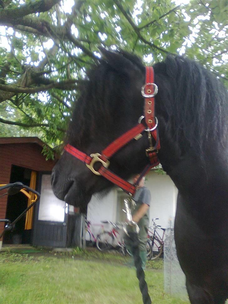 Shetlænder flaubert - mig på flaubert billede 12